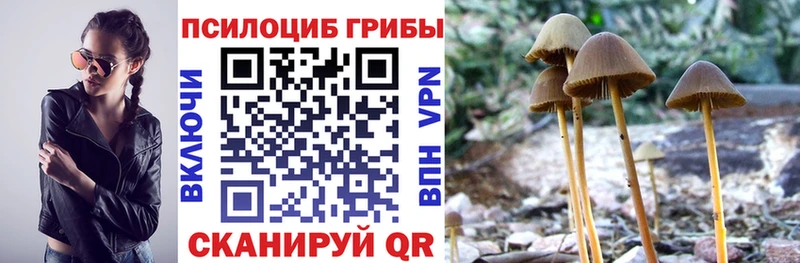 Псилоцибиновые грибы прущие грибы  наркотики  сайты даркнета клад  Кыштым 